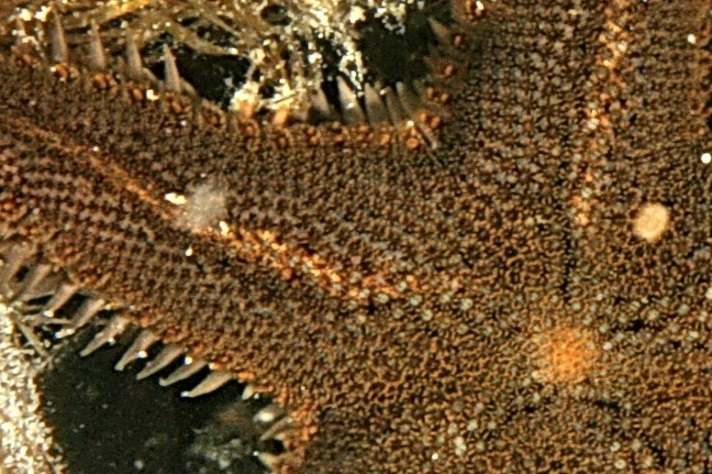 Astropecten spinulosus, A. platyacanthus, A. aranciacus
